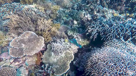 a blue green parrotfish swimming around the stunning coral reef in the coral triangle of timor leste, south east asia