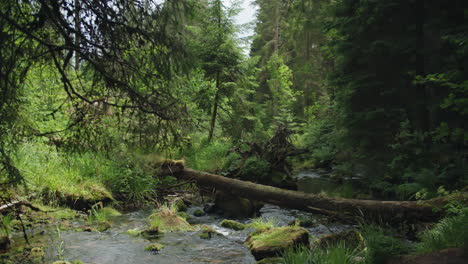 serene forest river
