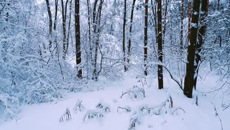 snowy branches in forest. winter fairy background