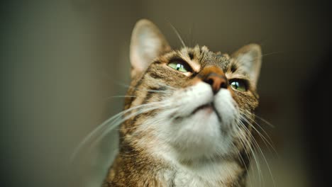 primer plano de la cabeza del gato desde el ángulo inferior