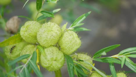 gomphrena fruticosus, physocarpus de gomphocarpus, planta de globo, planta exótica