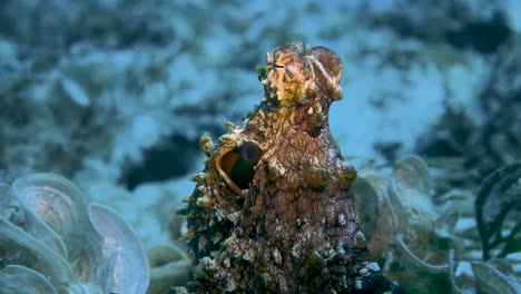 octopus changing colors while standing still