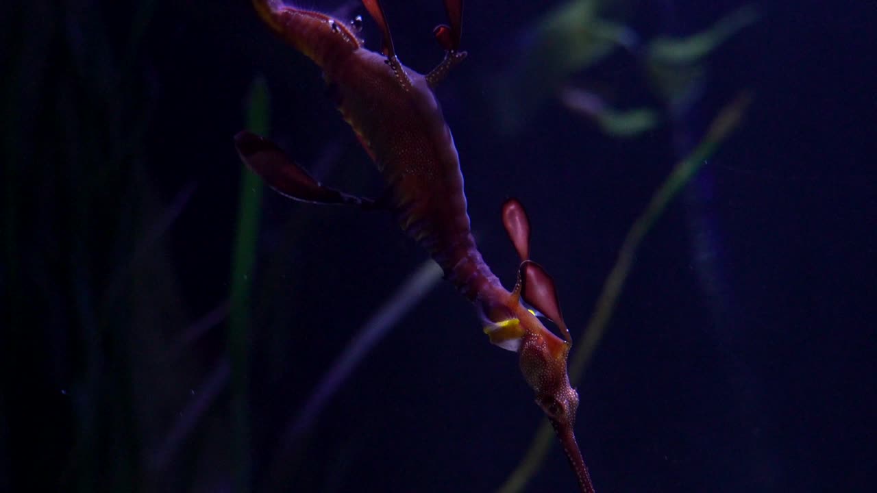 Primo piano di un dragone marino comune che nuota con grazia sott'acqua.