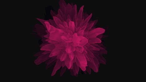 A-Pink-Flower-With-Black-Background