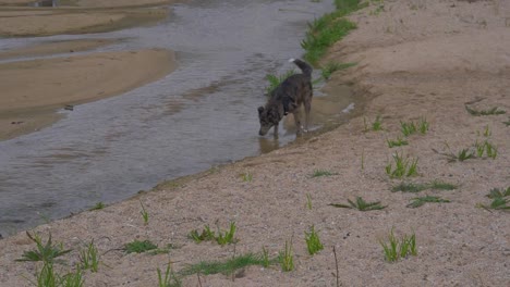 perro border collie en la arena con el fondo de un río