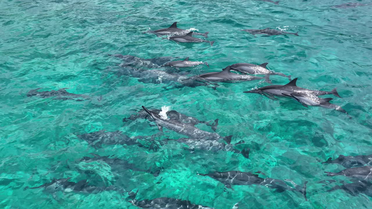 una manada de delfines nadando en las aguas cristalinas frente a la costa de la isla grande, hawai, ee.uu.
