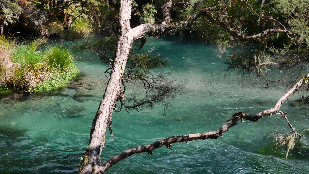 hermoso río tarawera fluyendo entre plantas y bosques del parque nacional en nz