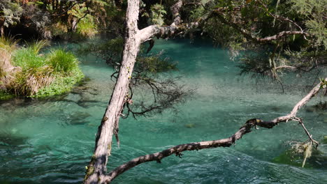 Hermoso-Río-Tarawera-Fluyendo-Entre-Plantas-Y-Bosques-Del-Parque-Nacional-En-Nz