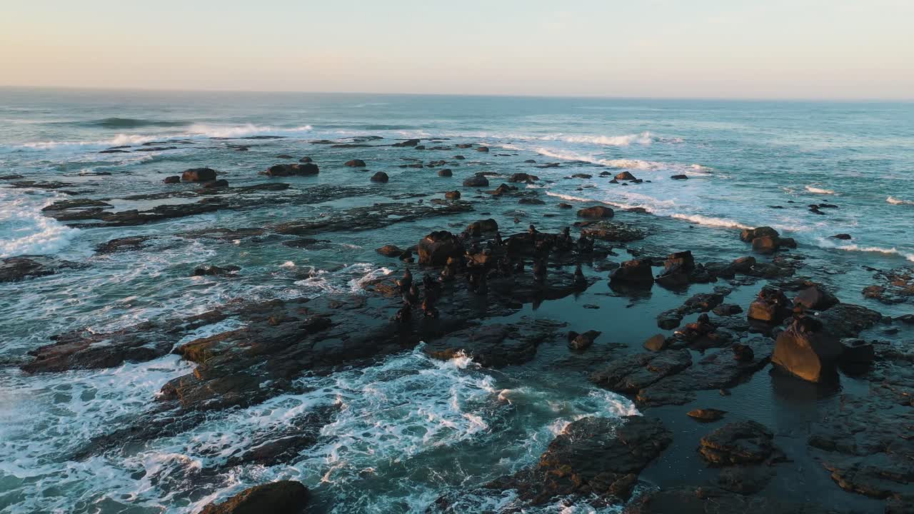Sjøløveøy hviler på steiner ved daggry, Torres Ilha Dos Lobos, Rio Grande Do Sul, Brasil