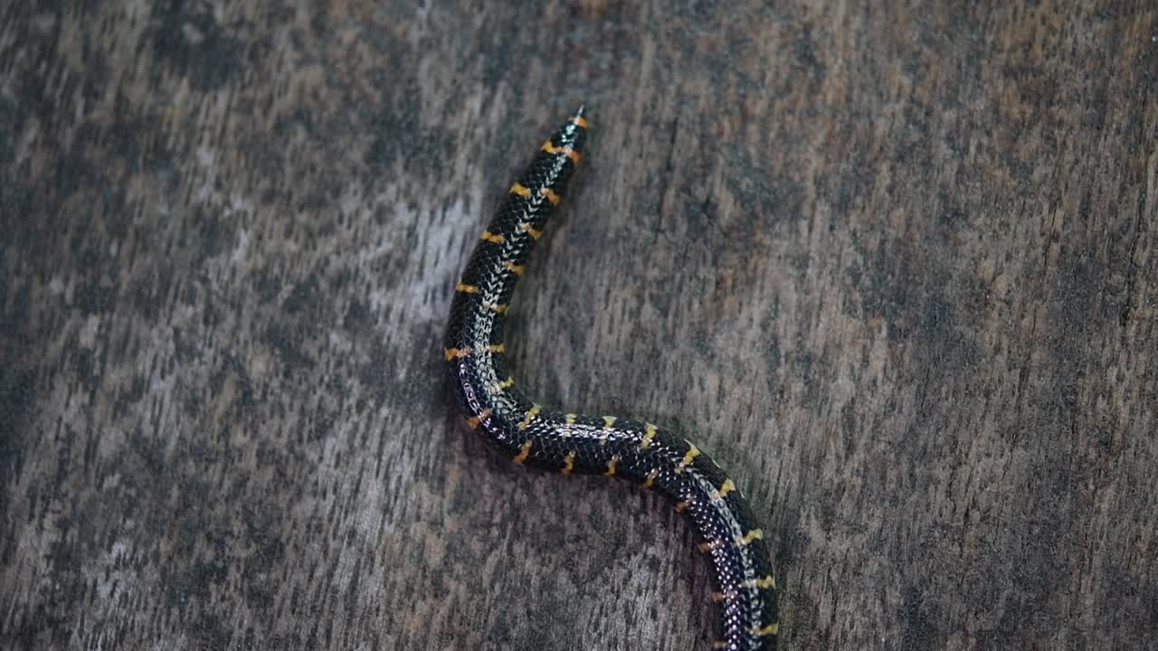 cylindrophis ruffus, serpiente pipa de cola roja, descansaba sobre un piso de madera y se enrollaba en una figura de ocho nudos deshaciéndose y saliendo del marco