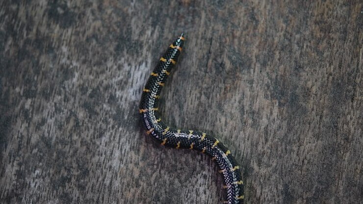 Cylindrophis ruffus, Roodstaartpijpslang, rustte op een houten vloer en vormde een achtknoop die zich losmaakte en uit beeld bewoog.