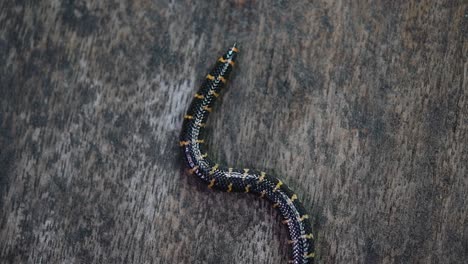 Cylindrophis-ruffus,-Red-tailed-Pipe-Snake,-rested-on-a-wooden-floor-and-looped-in-a-figure-of-eight-knot-undoing-itself-and-moving-out-of-the-frame