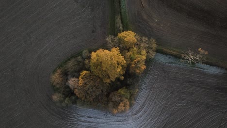 Over-eye-view-árboles-De-Sotobosque-En-Campos-De-Cultivo-Antena-Helada-Otoño-Invierno