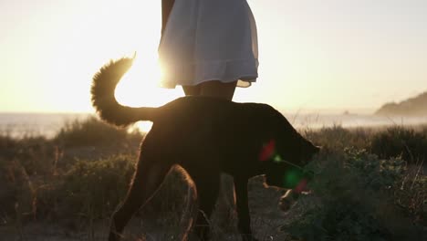 Slow-Motion-handheld-panning-shot-of-a-woman-in-white-dress-with-her-dog-walking-over-the-dunes-with-grass-on-the-beach-during-a-beautiful-sunset