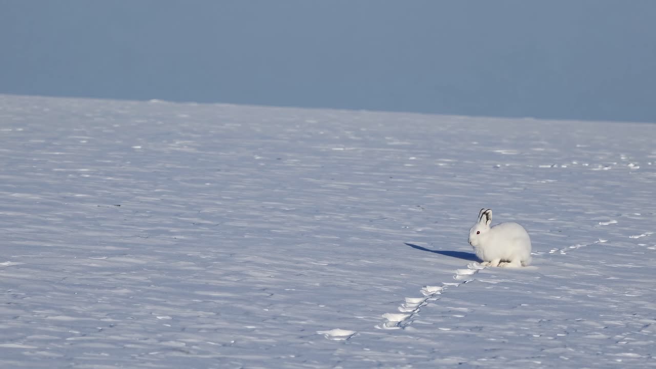 A serene winter scene featuring a lone white rabbit on a snow-covered field