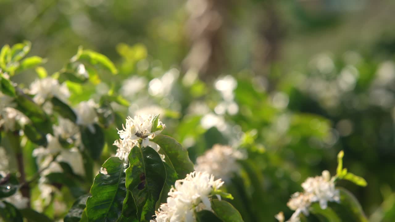 Close up view during sunset of Bee collecting nectar from wild white flowers in slow motion