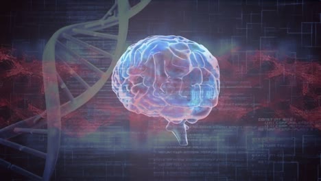 Animation-of-dna-and-brain-over-data-on-navy-background