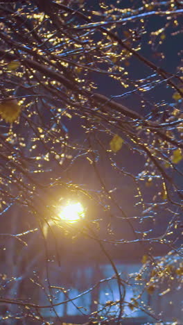 primer plano de ramas de árboles cubiertas de helada con hielo, suavemente iluminadas por la luz de la calle con edificios en el fondo, creando una escena de invierno serena con cielo oscuro y ramas brillantes