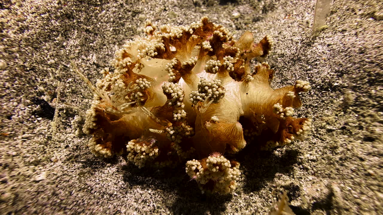 Quattro gamberetti di corallo molle su un corallo molle arancione di forma rotonda con protuberanze giallastre. I crostacei sono perfettamente abbinati cromaticamente al loro ospite e ben mimetizzati. Solo due di essi sono chiaramente visibili.