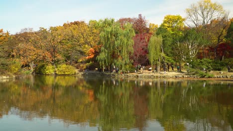 Autumn-landscape-of-Chundangji-pond-shore,-yellow-leaves-trees-on-lake-bank-on-blue-sky-and-white-clouds-background-on-sunny-day,-reflection-in-water