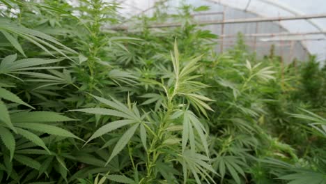 plantas de cannabis que crecen en invernadero