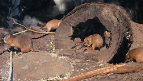 Black-tailed-prairie-dogs,-playing-around-and-feeding,-on-a-sunny,-summer-day---Cynomys-Ludovicianus---Still-shot