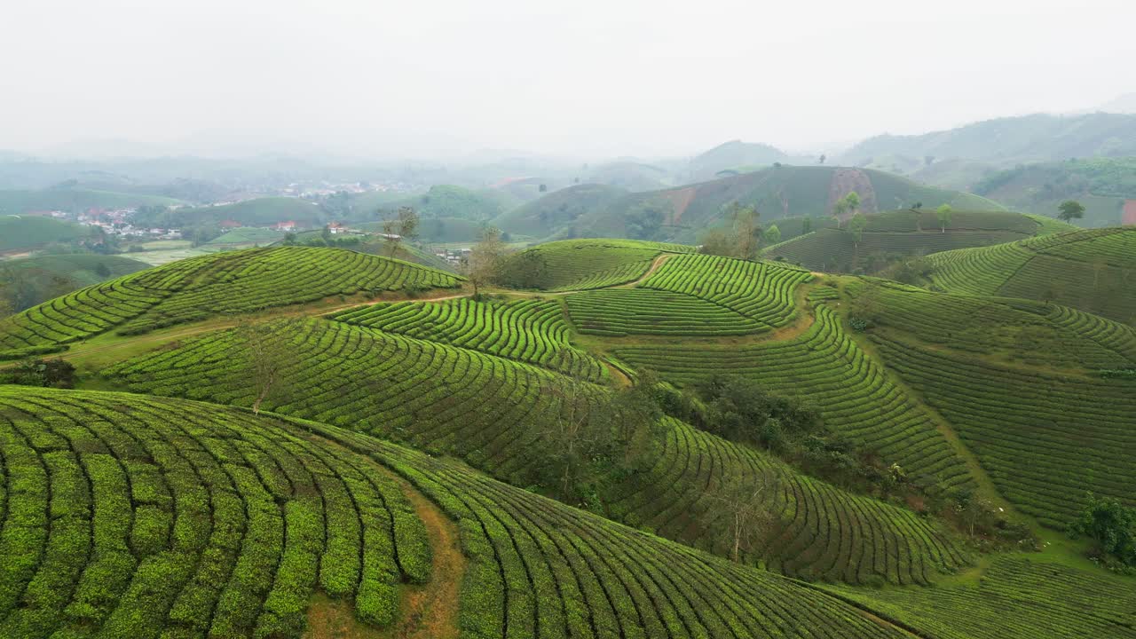 Filmato aereo di una piantagione di tè in Vietnam con campi di tè verdi che coprono colline nebbiose e coltivazione attiva del tè in un lussureggiante paesaggio agricolo durante una mattinata cupa.