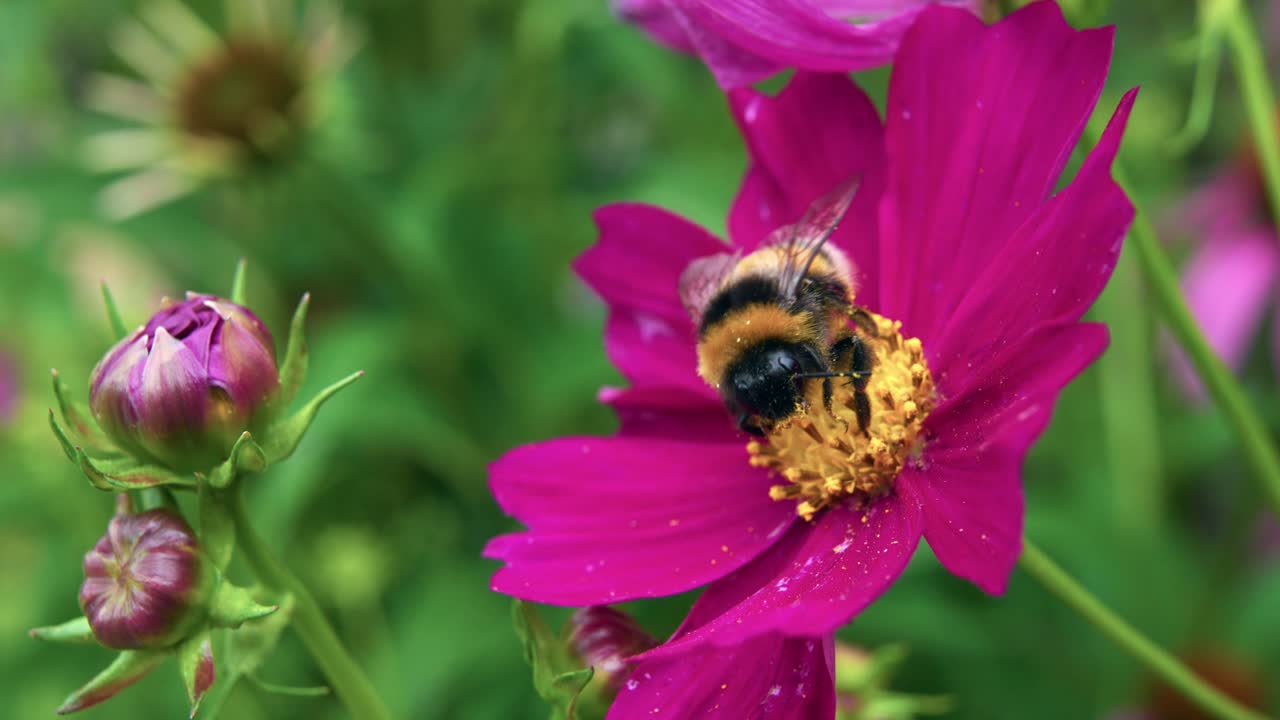 abeja en flor magenta recogiendo polen y luego volar