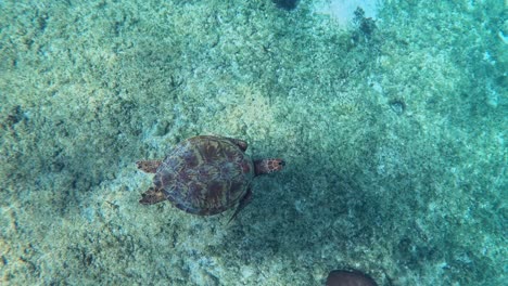 green sea turtle swimming under the tropical blue sea