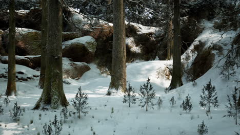 snow covered winter forest