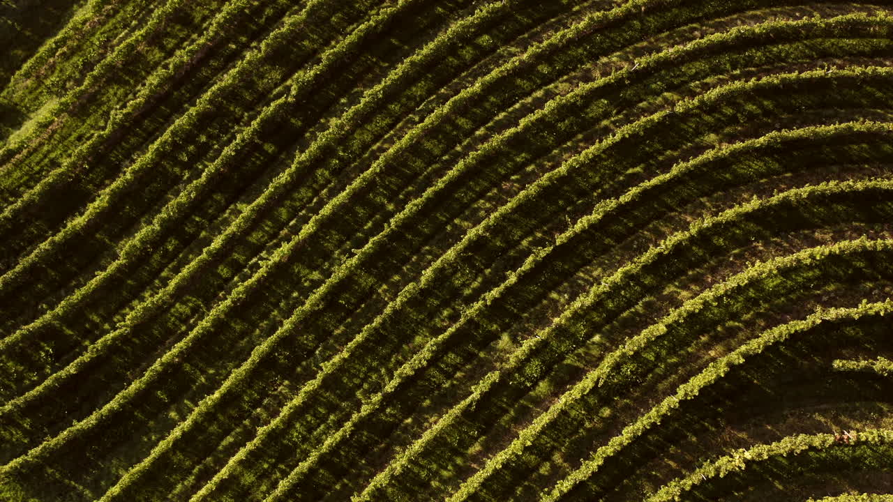 Aerial View of a Terraced Vineyard