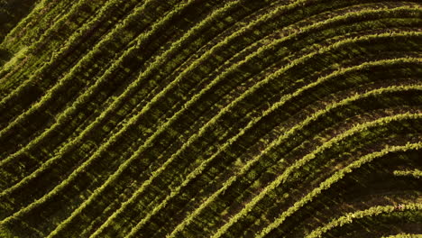 aerial view of a terraced vineyard