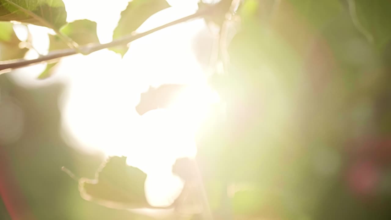Handheld view of man's hand picking ripe apple