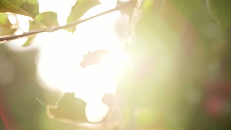 Handheld-view-of-man's-hand-picking-ripe-apple