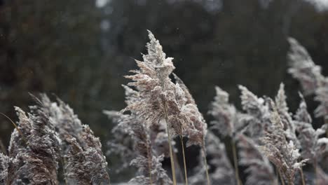 在冬天下雪,在風中吹起的<unk>草<unk>