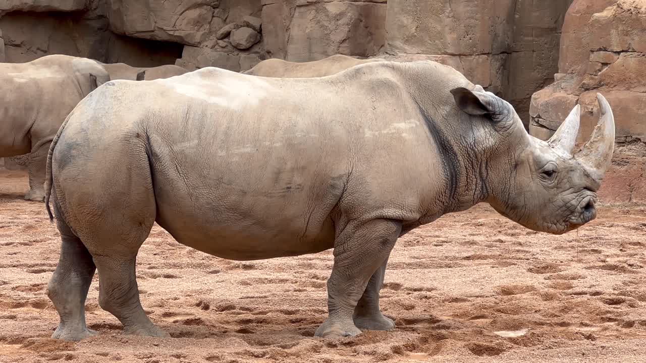 A white rhinoceros standing in a sandy enclosure at a zoo or wildlife park