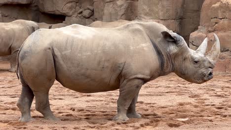 a white rhinoceros standing in a sandy enclosure at a zoo or wildlife park