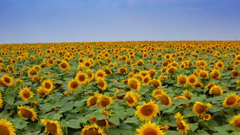 picturesque landscape with big yellow farm field with sunflowers. view turning from the blue sky over the field to the trees and bushes at the back.