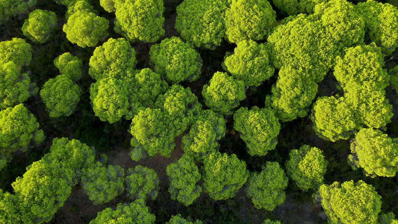 Umbrella Stone Pine Treetops of Cartaya Pine Forest in Huelva, Andalusia, Spain, - Aerial Top-Down Zoom in from Above