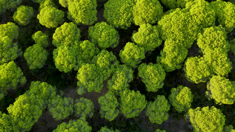 copas de los pinos piñoneros del bosque de pinos de cartaya en huelva, andalucía, españa, - zoom aéreo de arriba hacia abajo desde arriba