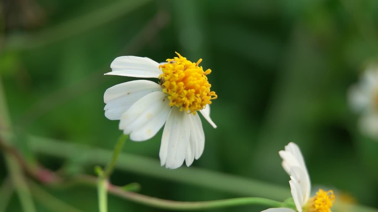 primer plano de flores infestadas de pequeños insectos