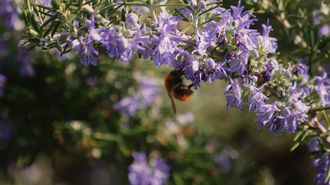Bumblebee collecting pollen on blooming rosemary herb in warm spring sunlight, Italy slow motion close-up