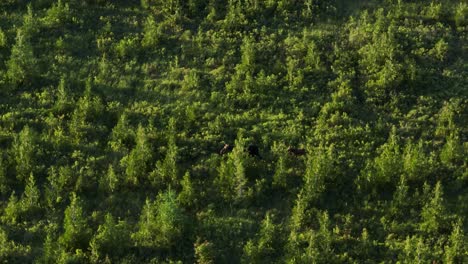 Young-calf-moose-runs-after-mother-through-the-marsh