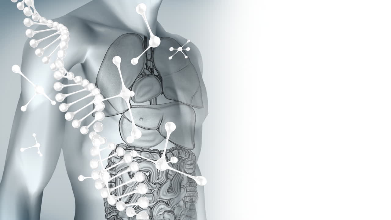 인체 모델 위의 dna 가닥 회전과 분자의 애니메이션