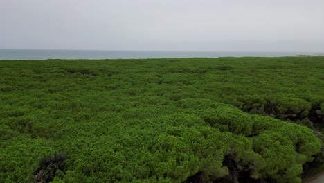 Bosques-De-Pinos-Pinares,-Playa-Toscana-Italia