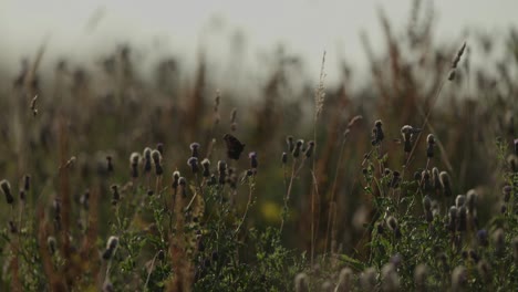 butterfly in a field of thistle