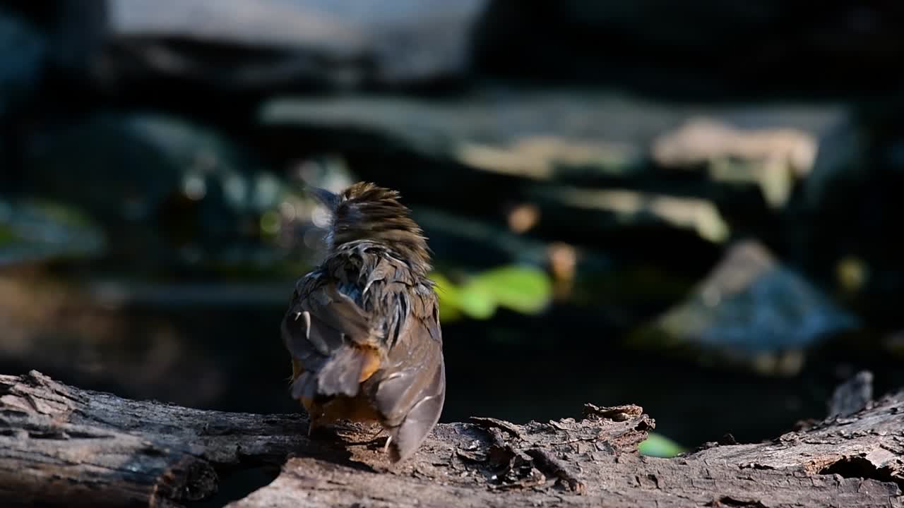 The Abbot’s Babbler is found in the Himalayas to South Asia and the Southeast Asia