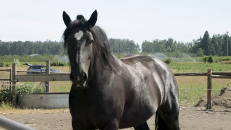 horse standing on a paddock in the meadow - close up