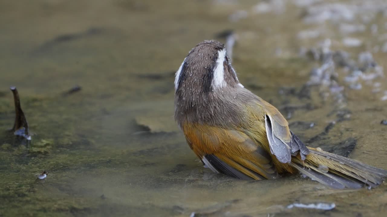 White-browed Fulvetta bird in nepal