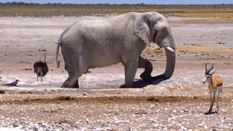 elephants surrounded by zebras and gazelles in etosha national park